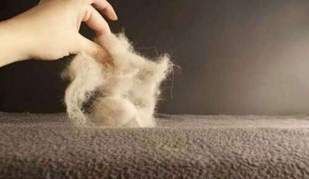 Yeni Alınan Halının Tüyleri Nasıl Temizlenir